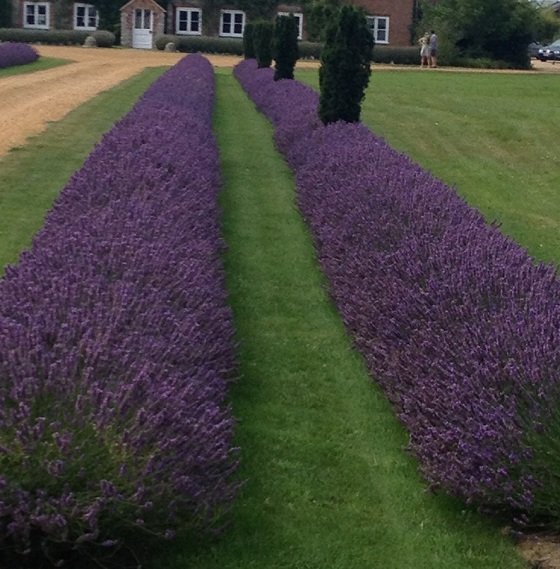 Lavender rows