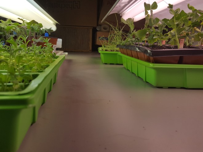 Peas, lavender, onion &amp; kale