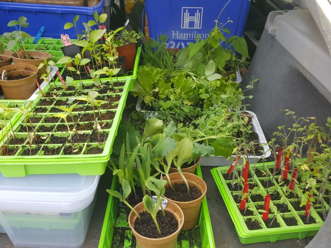 Basement Babies on the move