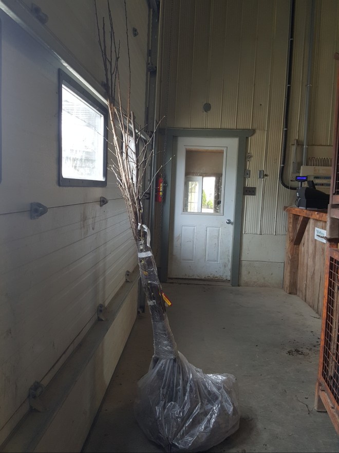 First Fruit Tree Pickup