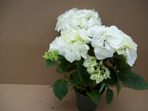 Hydrangea_VanillaSky