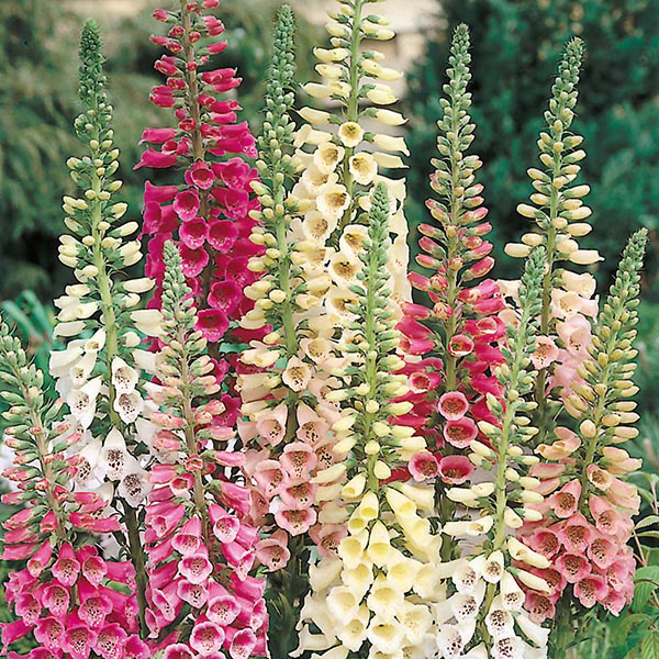 Excelsior Foxglove