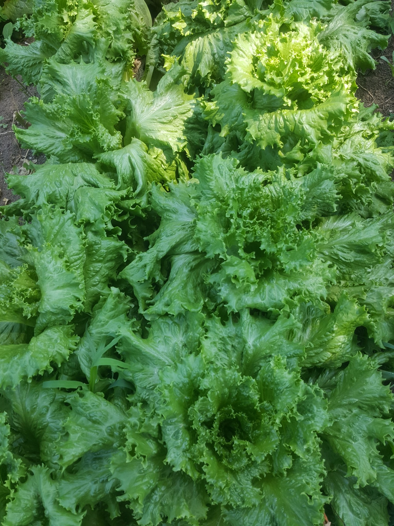 lettuce patch