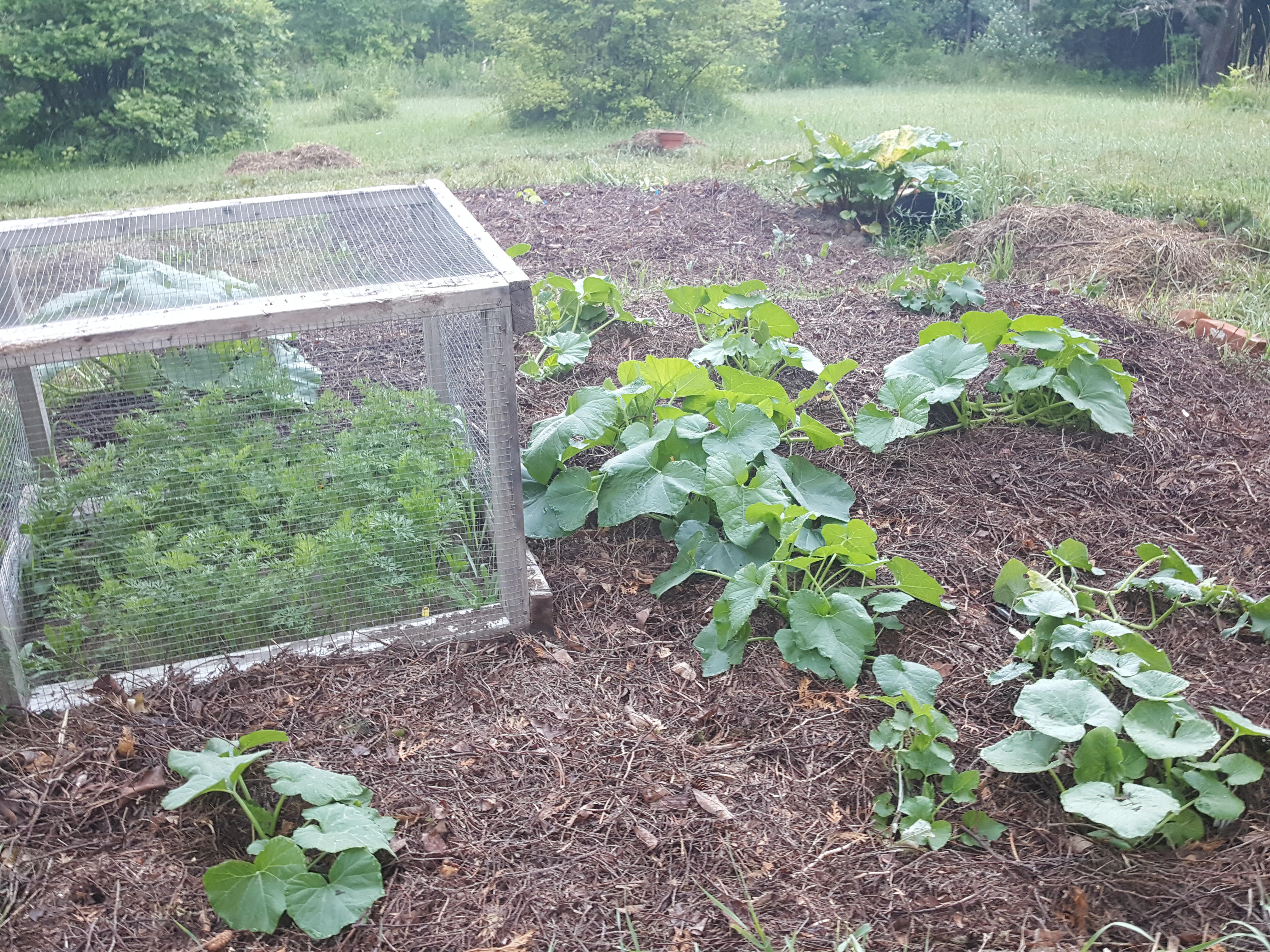 Squashes &amp; carrots