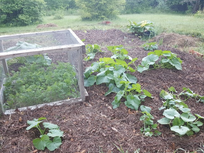 Squashes &amp; carrots